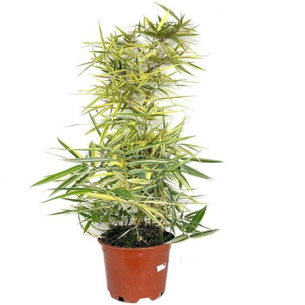 Vericat Bamboo