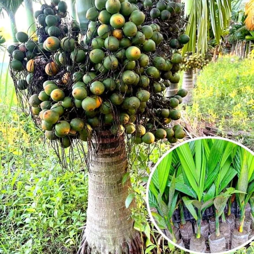 Vietnam Supari Plant