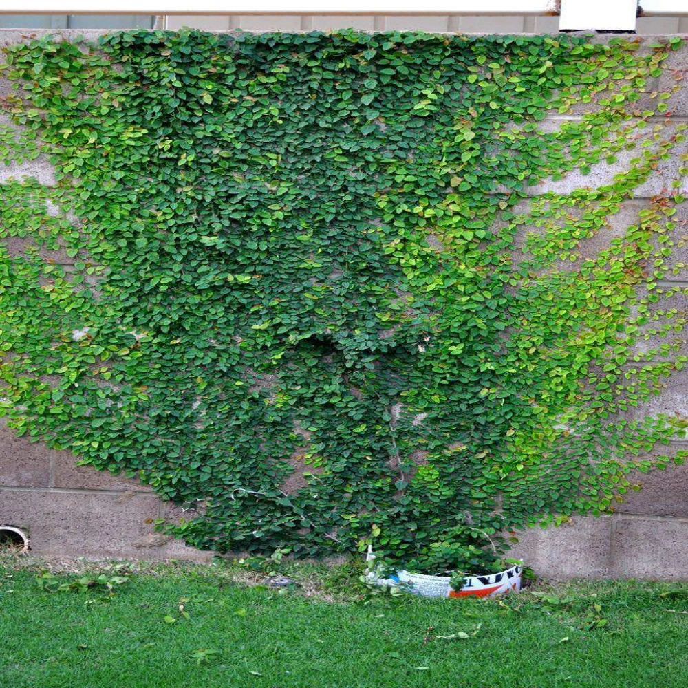 Wall Carpet Tree Plant