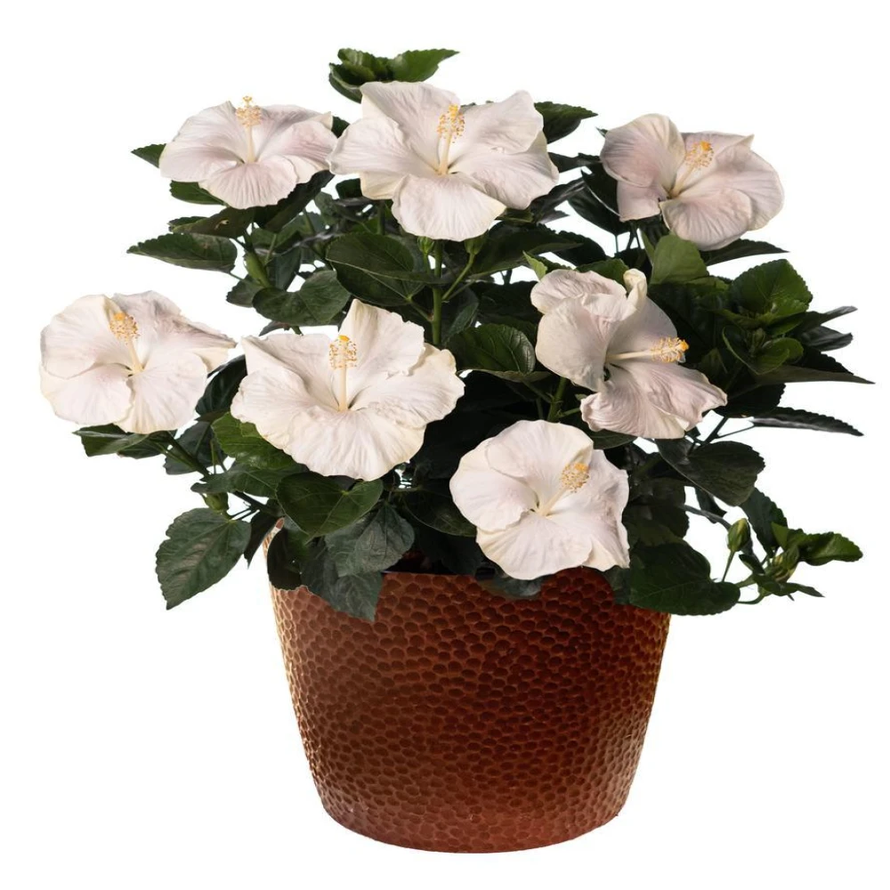 White Joba Indian Hybrid