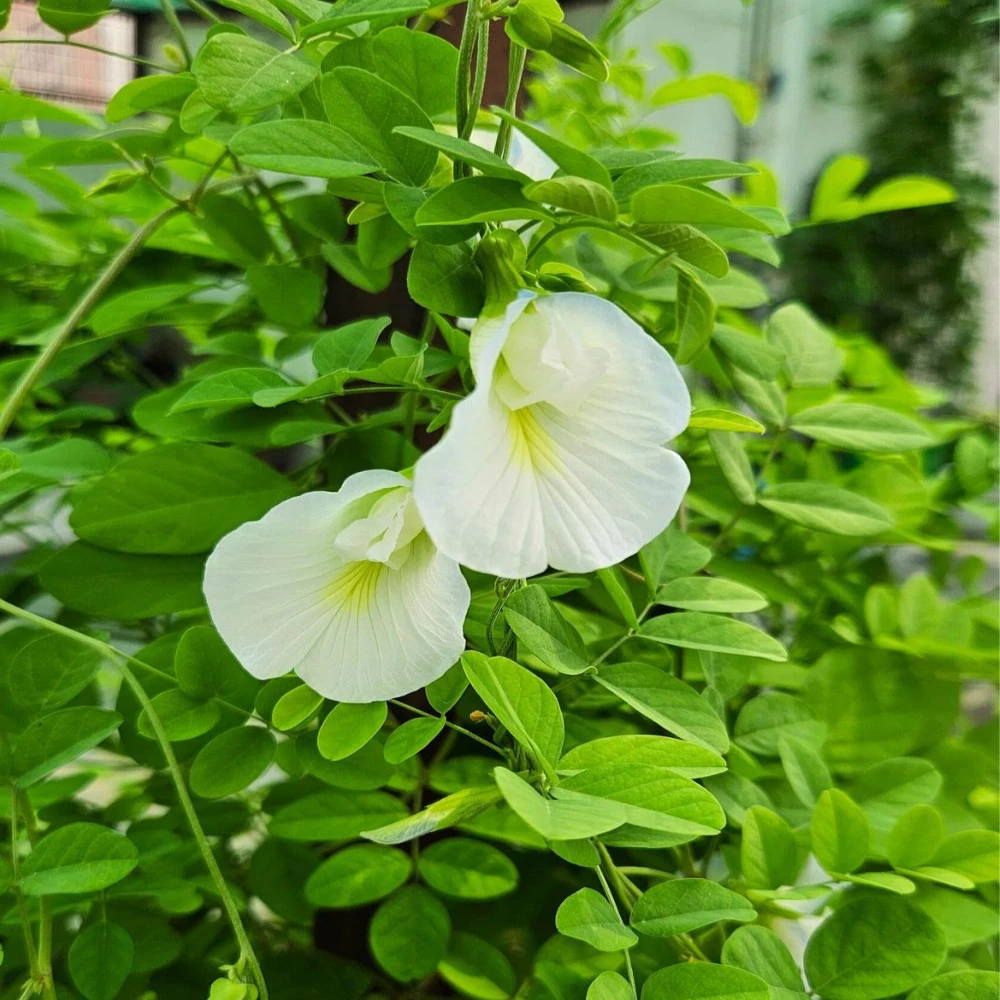 White Oparijita Plant