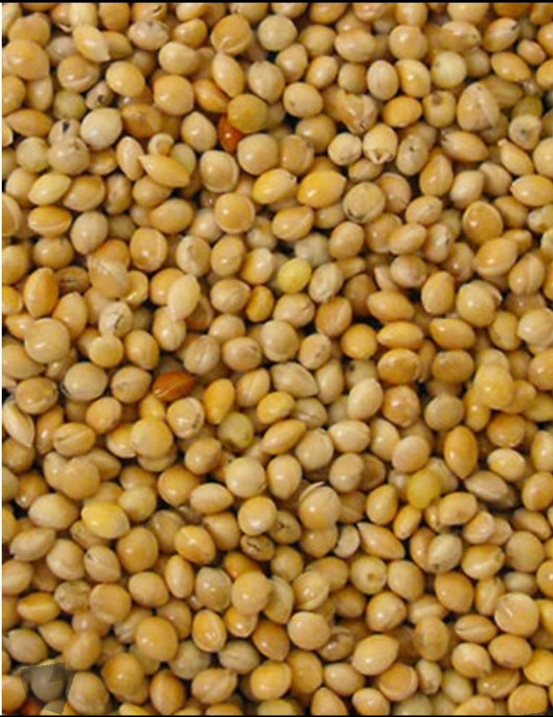 Yellow Millet 25kg