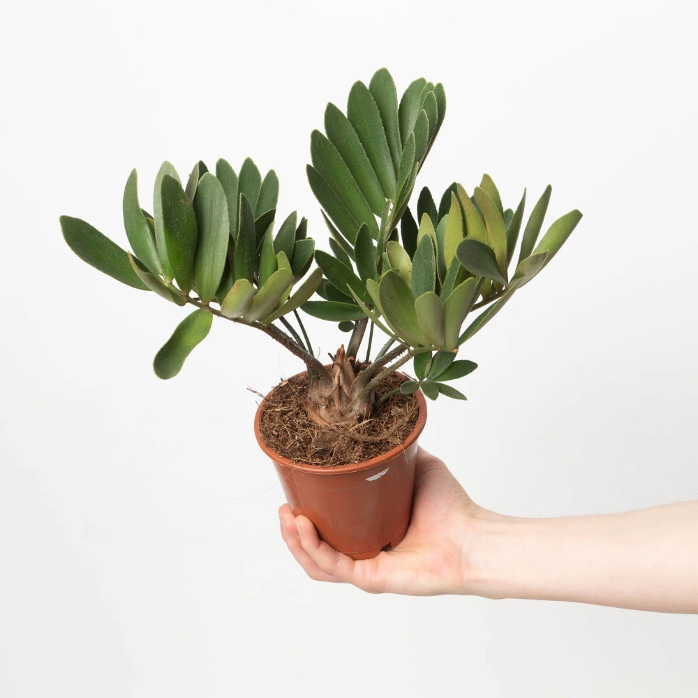 Zamia Palm Plant