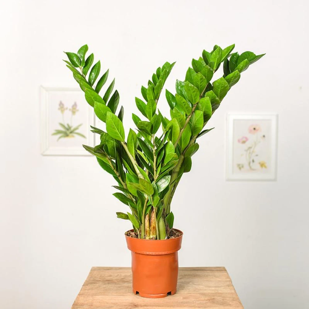 Zamia palm