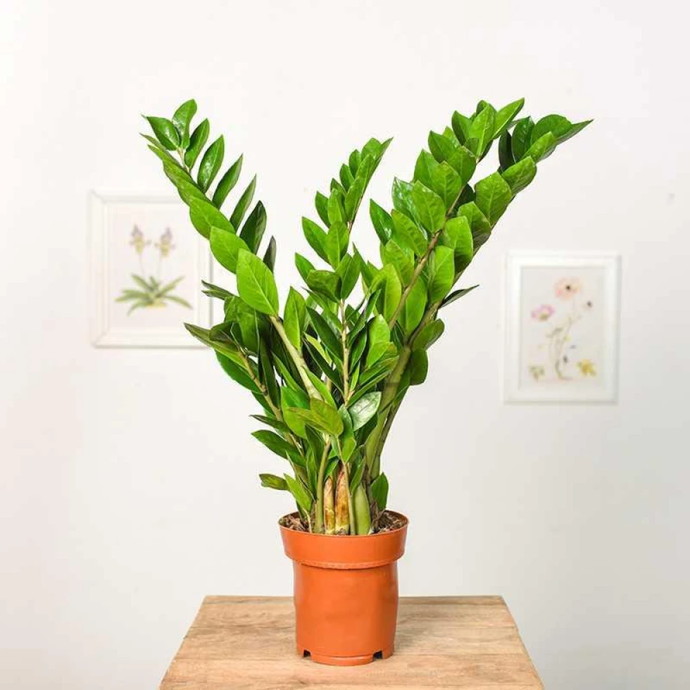 ZZ Plant